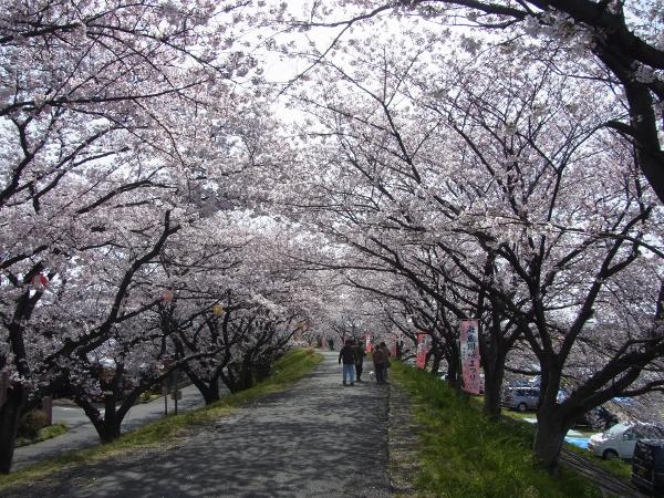 海蔵川の桜